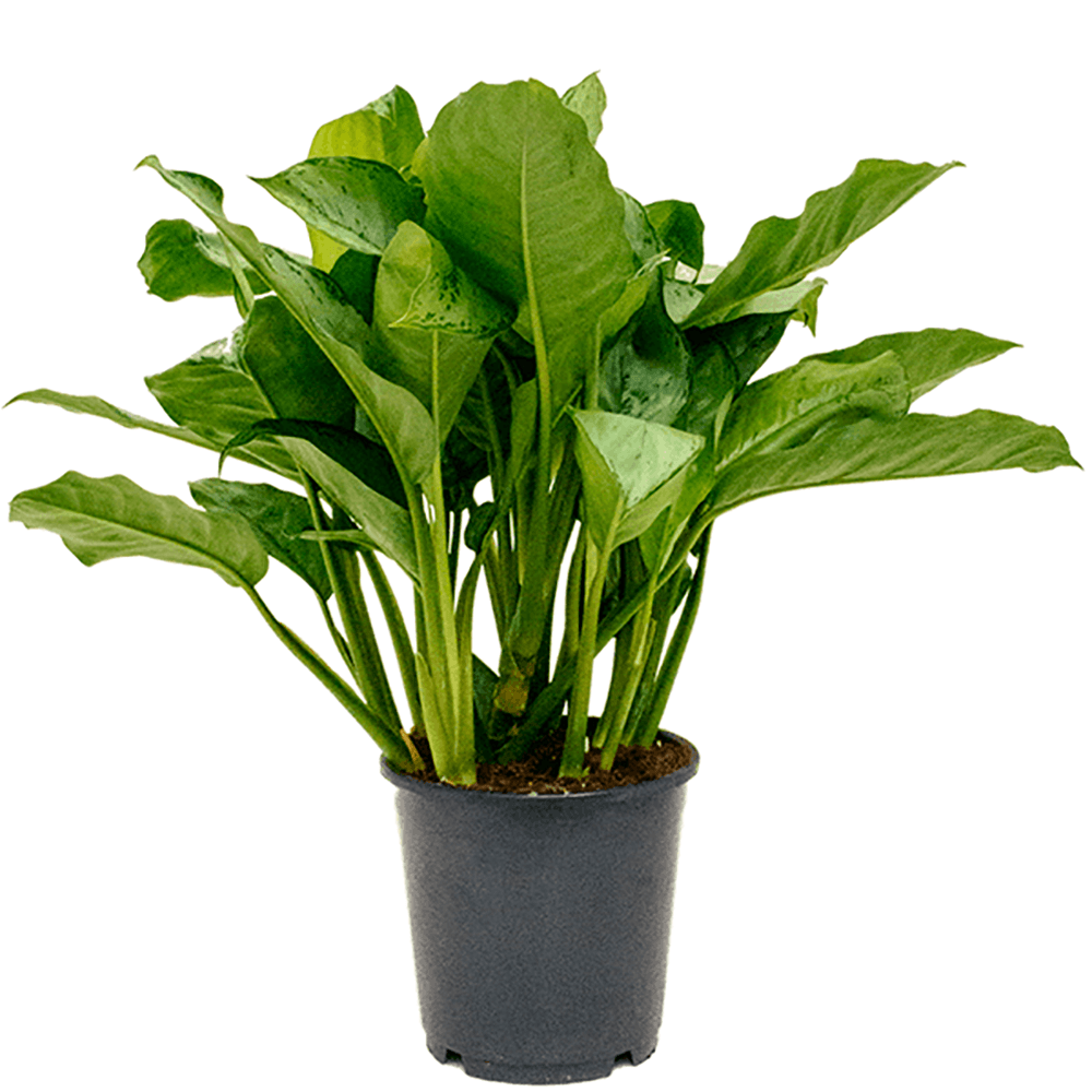 Aglaonema Freedman, 80 cm la livrare, in ghiveci de Ø  24 cm