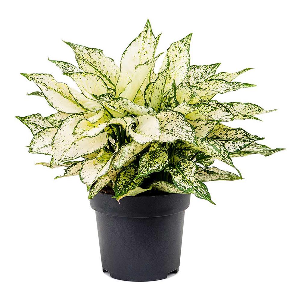 Aglaonema Kiwi, 30 cm la livrare, in ghiveci de Ø  12 cm