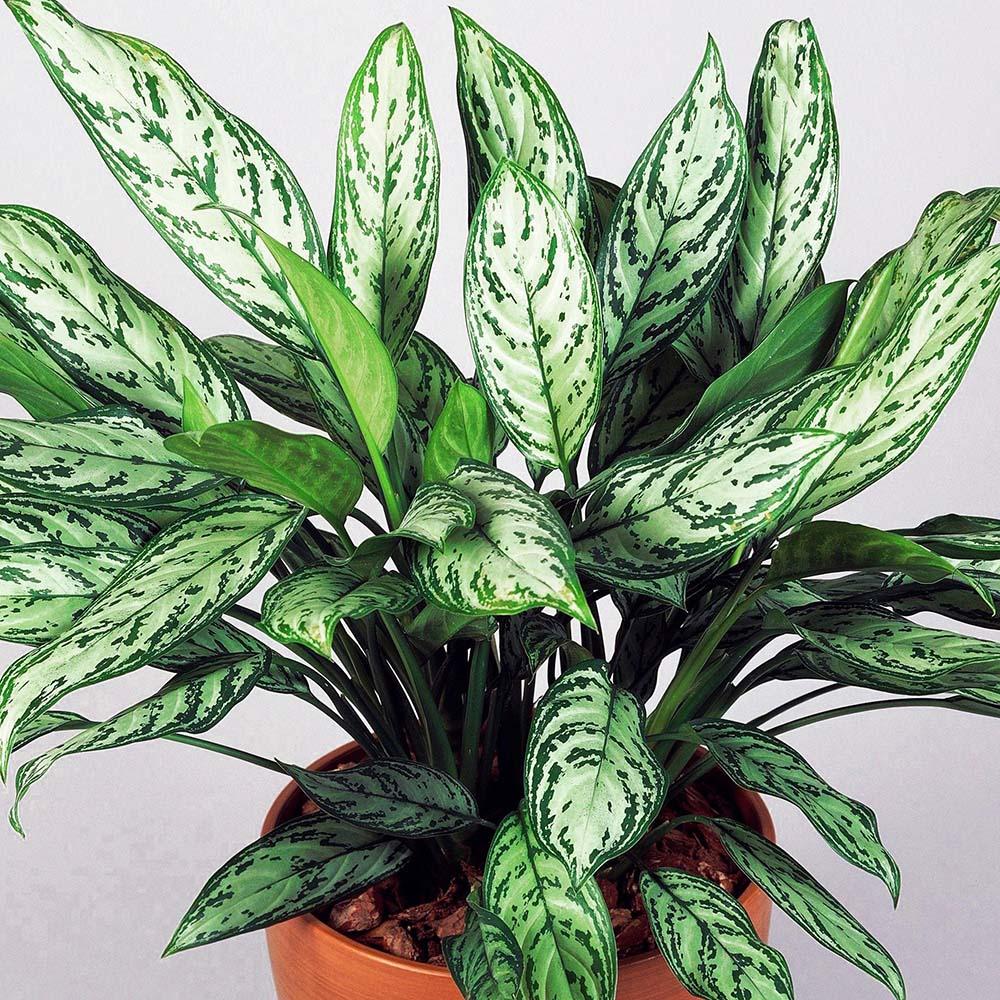 Aglaonema Maria, 30 cm la livrare, in ghiveci de Ø  14 cm