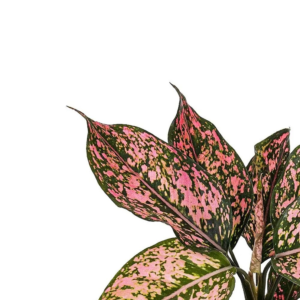 Aglaonema Pink Leopard - 30 cm - VERDENA-30 cm inaltime, livrat in ghiveci de 1.2 l