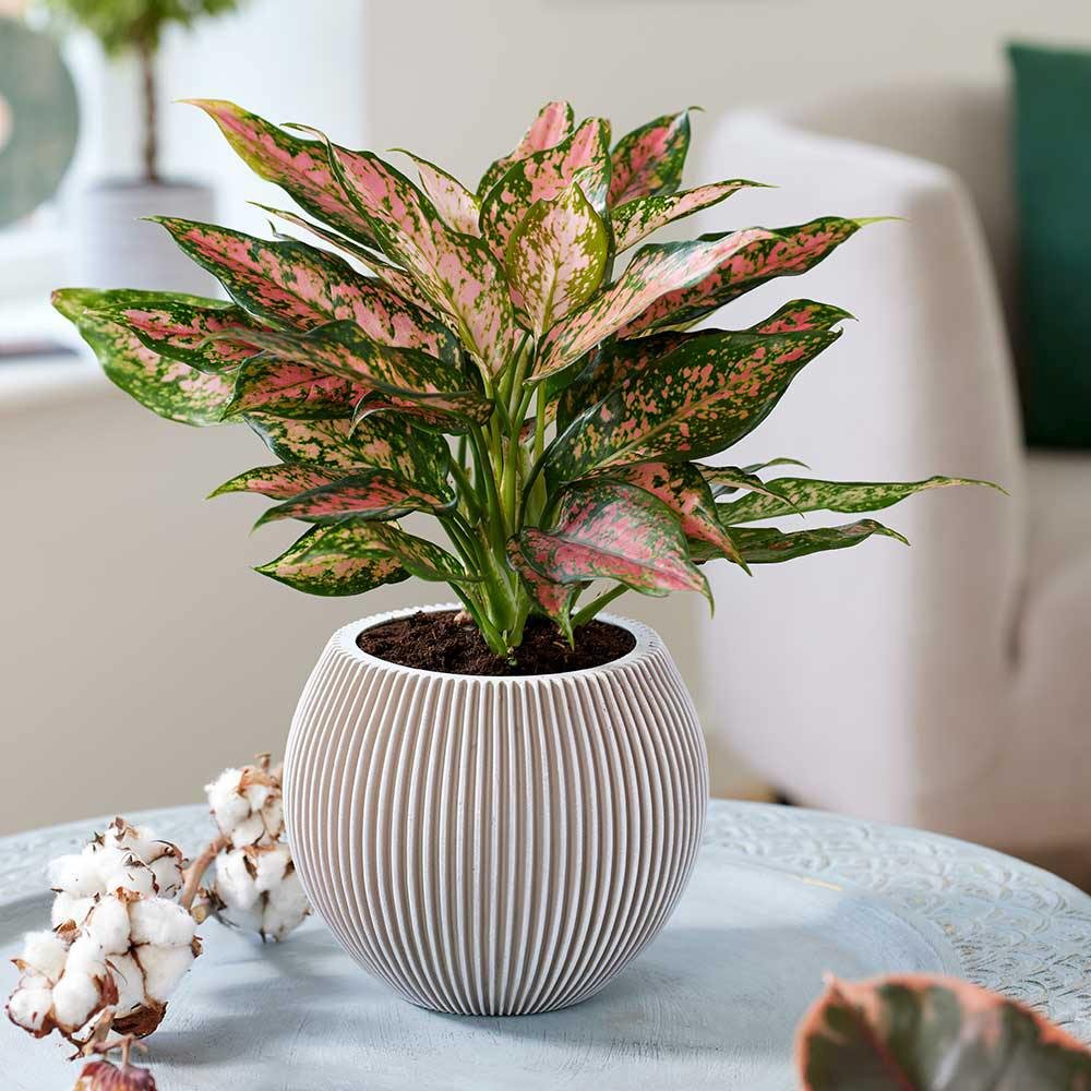 Aglaonema Pink Leopard - 30 cm - VERDENA-30 cm inaltime, livrat in ghiveci de 1.2 l