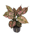 Aglaonema Pink Leopard - 30 cm - VERDENA-30 cm inaltime, livrat in ghiveci de 1.2 l