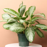 Aglaonema Silver Bay - 40 cm - VERDENA-40 cm inaltime, livrat in ghiveci de 1.5 l