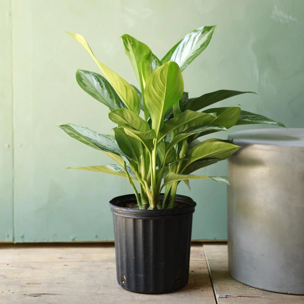 Aglaonema Silver Bay - 40 cm - VERDENA-40 cm inaltime, livrat in ghiveci de 1.5 l