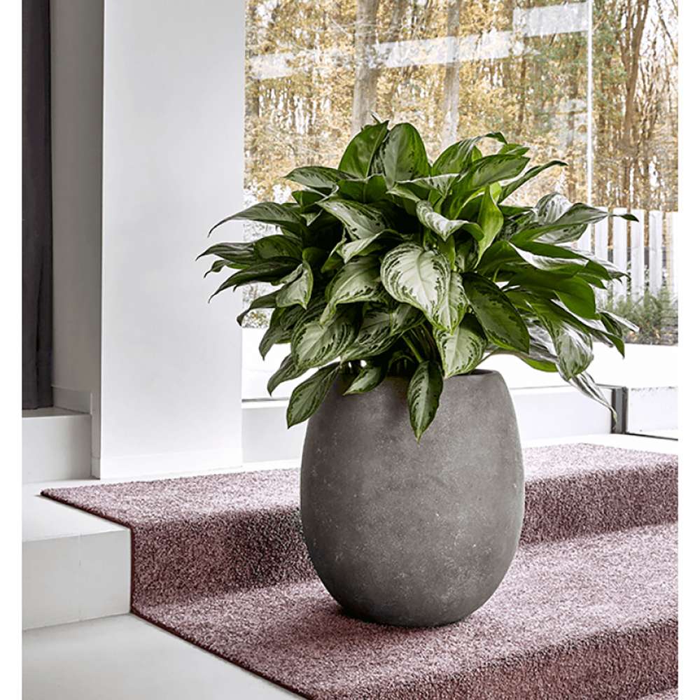 Aglaonema Silver Bay - 40 cm - VERDENA-40 cm inaltime, livrat in ghiveci de 1.5 l