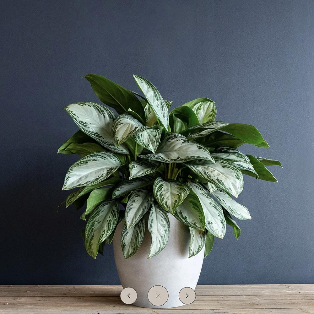 Aglaonema Silver Bay - 40 cm - VERDENA-40 cm inaltime, livrat in ghiveci de 1.5 l