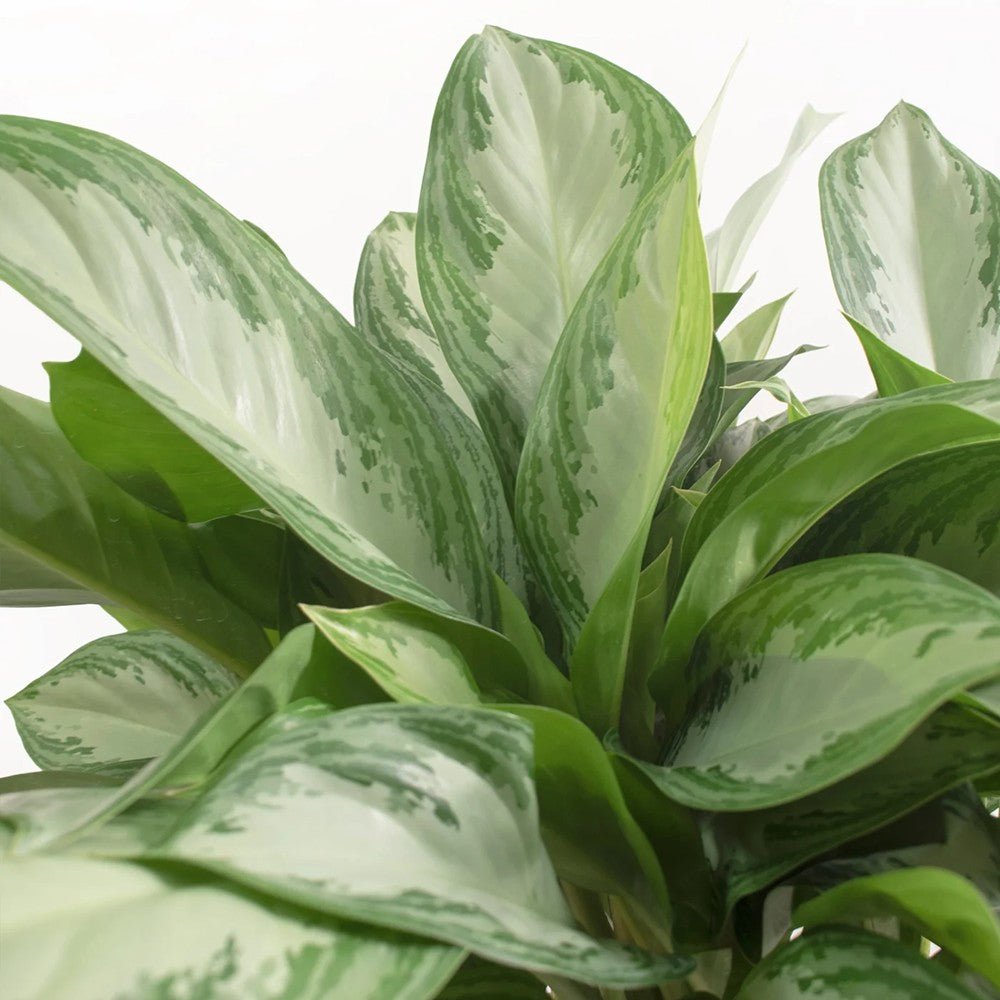 Aglaonema Silver Bay - 40 cm - VERDENA-40 cm inaltime, livrat in ghiveci de 1.5 l