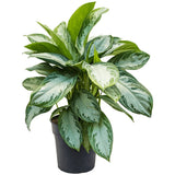 Aglaonema Silver Bay - 40 cm - VERDENA-40 cm inaltime, livrat in ghiveci de 1.5 l