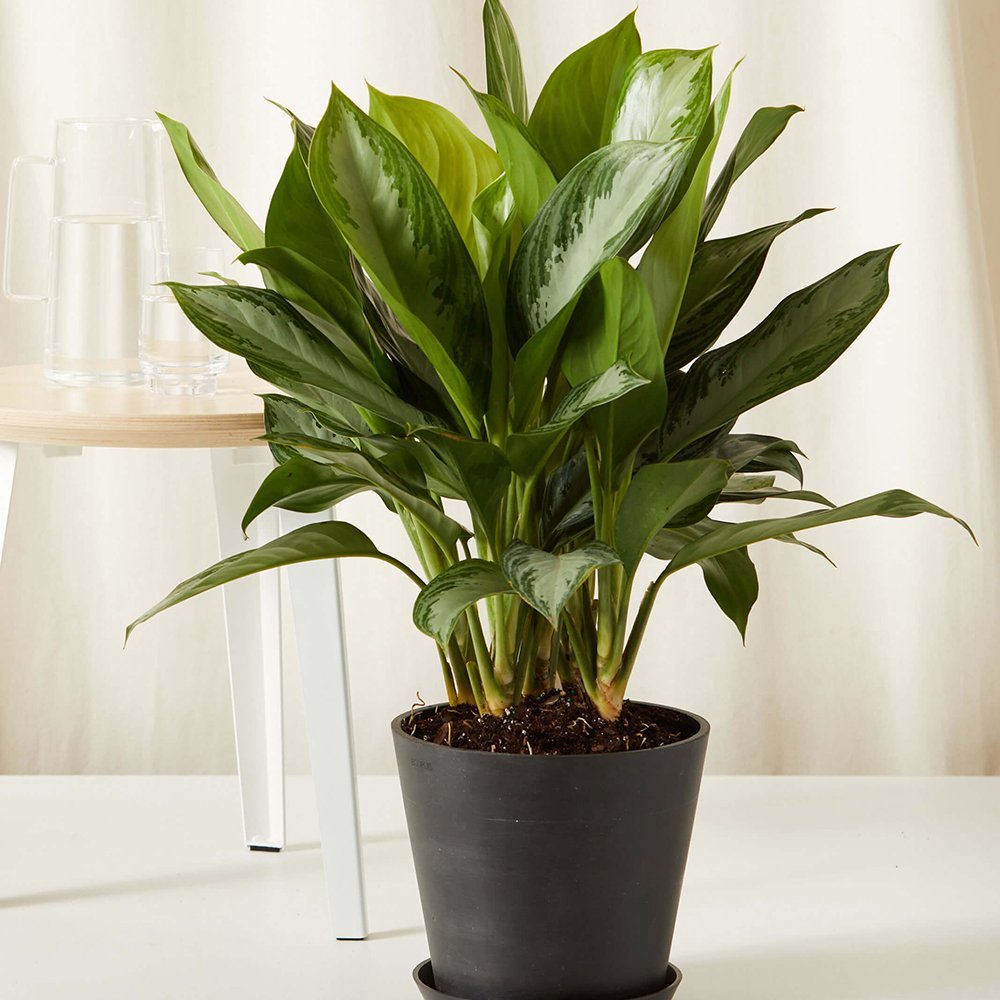 Aglaonema Silver Bay - 40 cm - VERDENA-40 cm inaltime, livrat in ghiveci de 1.5 l