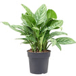 Aglaonema Stripes - 40 cm - VERDENA-40 cm inaltime, livrat in ghiveci de 1.5 l