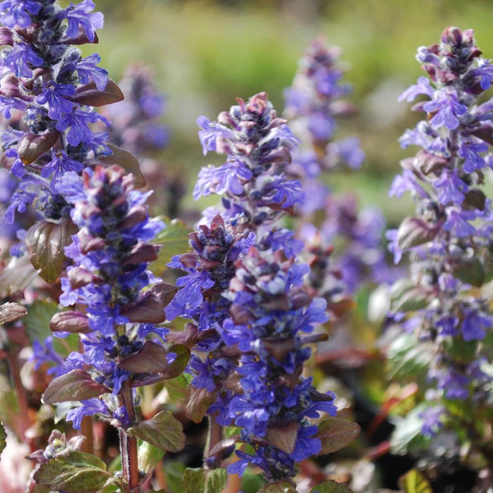 Ajuga Braunherz, 15 cm inaltime, in ghiveci de 4L