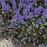 Ajuga Braunherz, 15 cm inaltime, in ghiveci de 4L