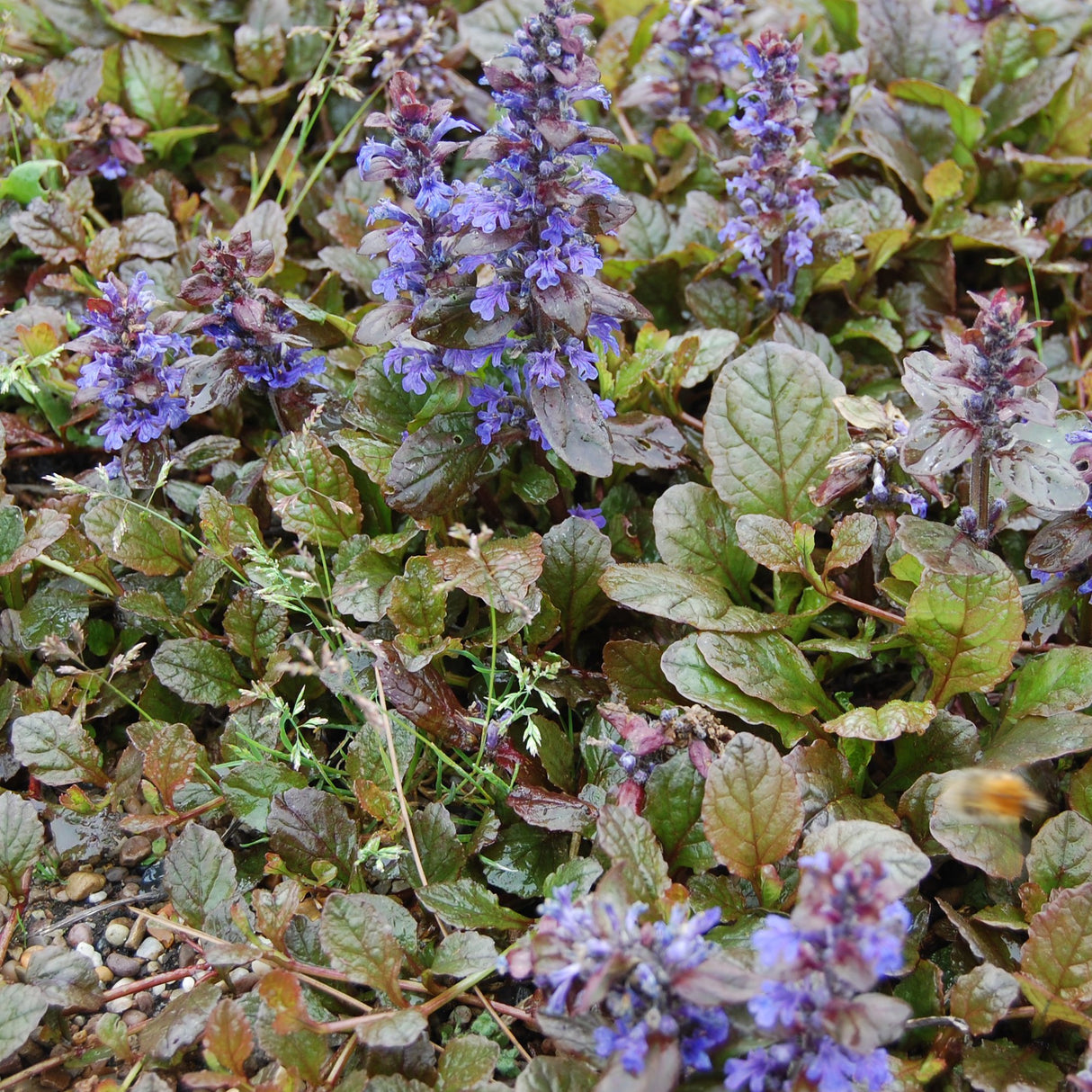 Ajuga Braunherz, 15 cm inaltime, in ghiveci de 4L