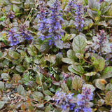 Ajuga Braunherz, 15 cm inaltime, in ghiveci de 4L