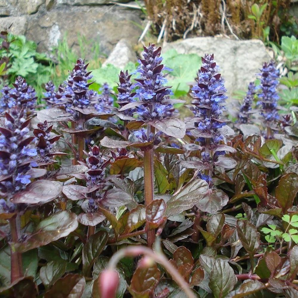 Ajuga Braunherz, 15 cm inaltime, in ghiveci de 4L