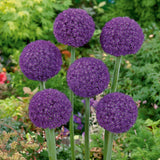 Allium Ambassador, livrat in ghiveci de 1L