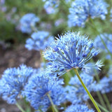 Allium Caeruleum azureum, Default Title