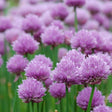 Ceapa Ornamentala Allium Schoenoprasum