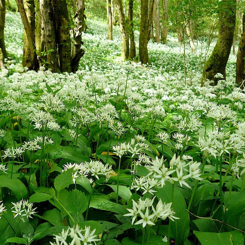 Allium Ursinum - VERDENA-livrat in ghiveci de 9 cm