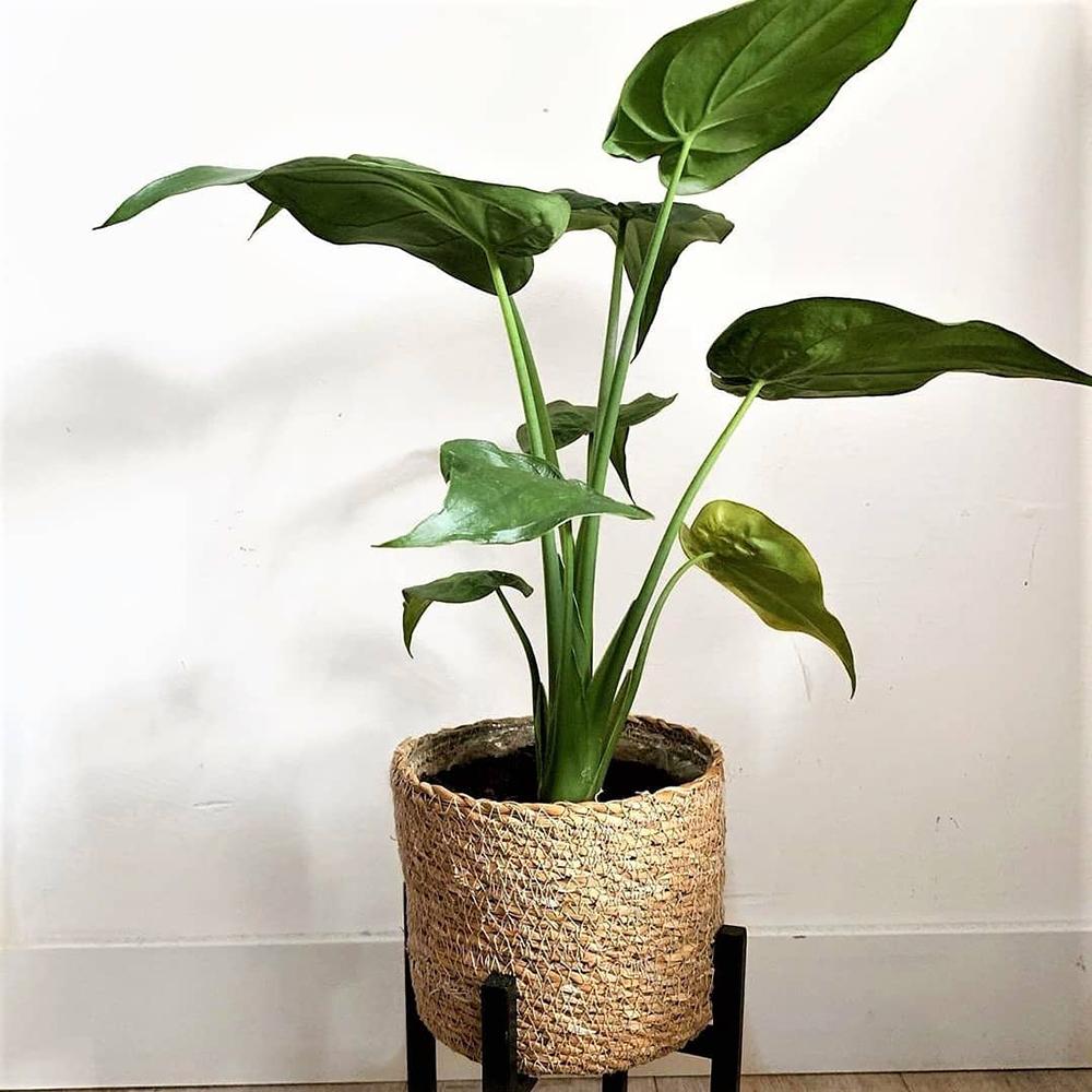 Alocasia Cucullata, 60 cm la livrare, in ghiveci de Ø  19 cm