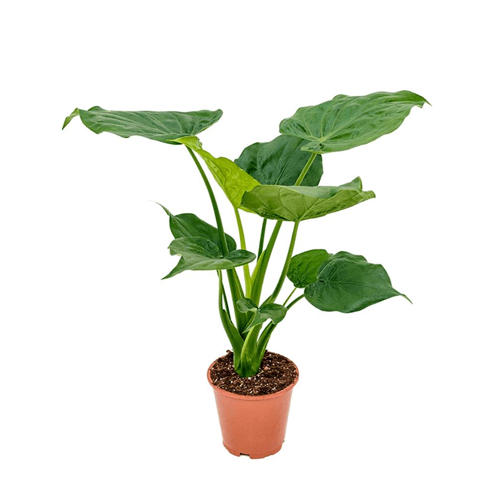 Alocasia Cucullata, 60 cm la livrare, in ghiveci de Ø  19 cm