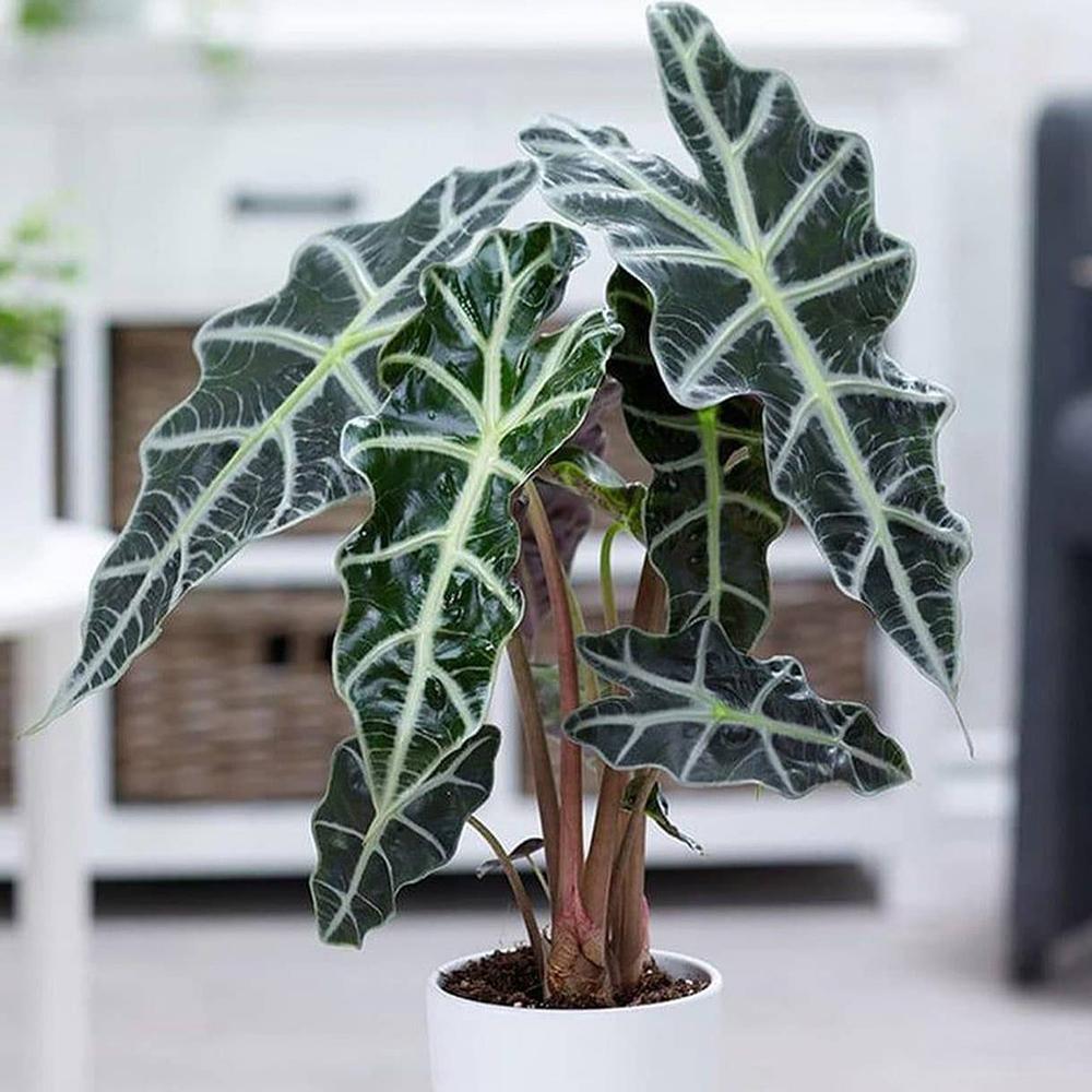 Alocasia Polly, 30 cm la livrare, in ghiveci de Ø  12 cm