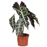 Alocasia Polly, 30 cm la livrare, in ghiveci de Ø  12 cm