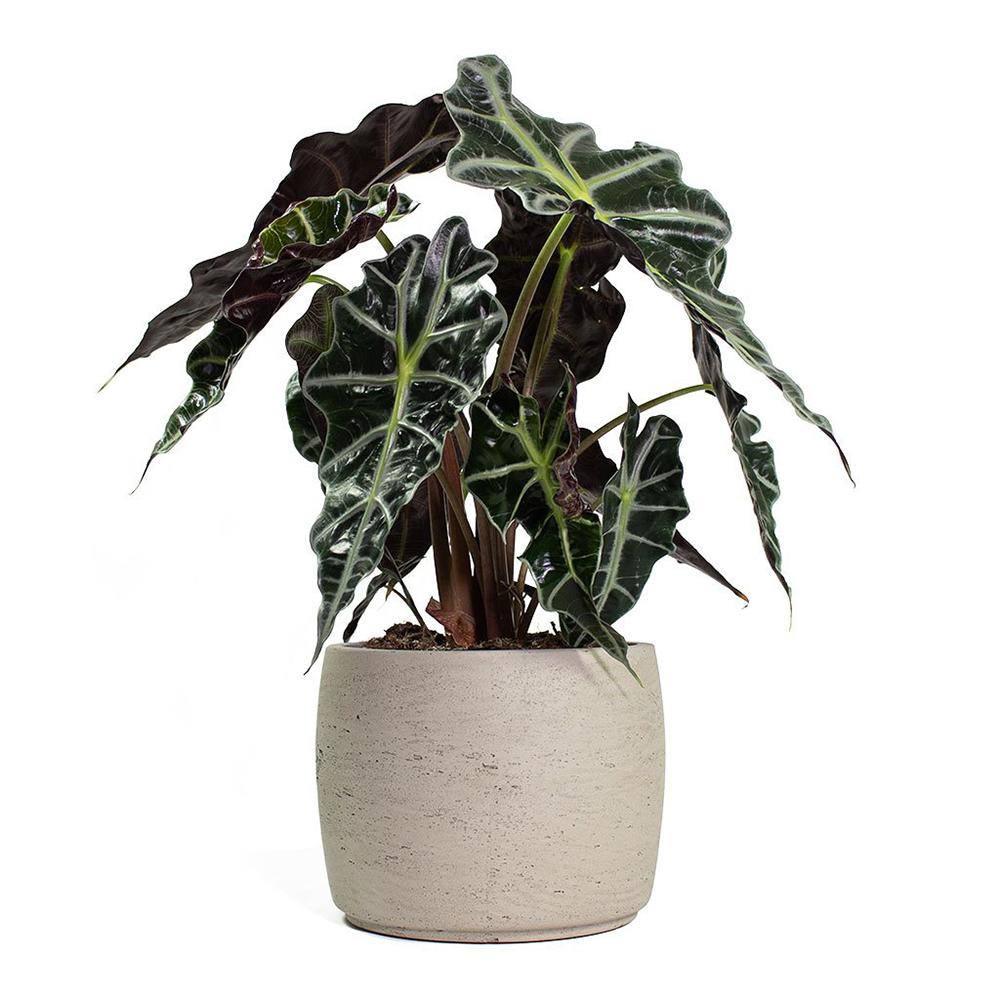 Alocasia Polly, 30 cm la livrare, in ghiveci de Ø  12 cm