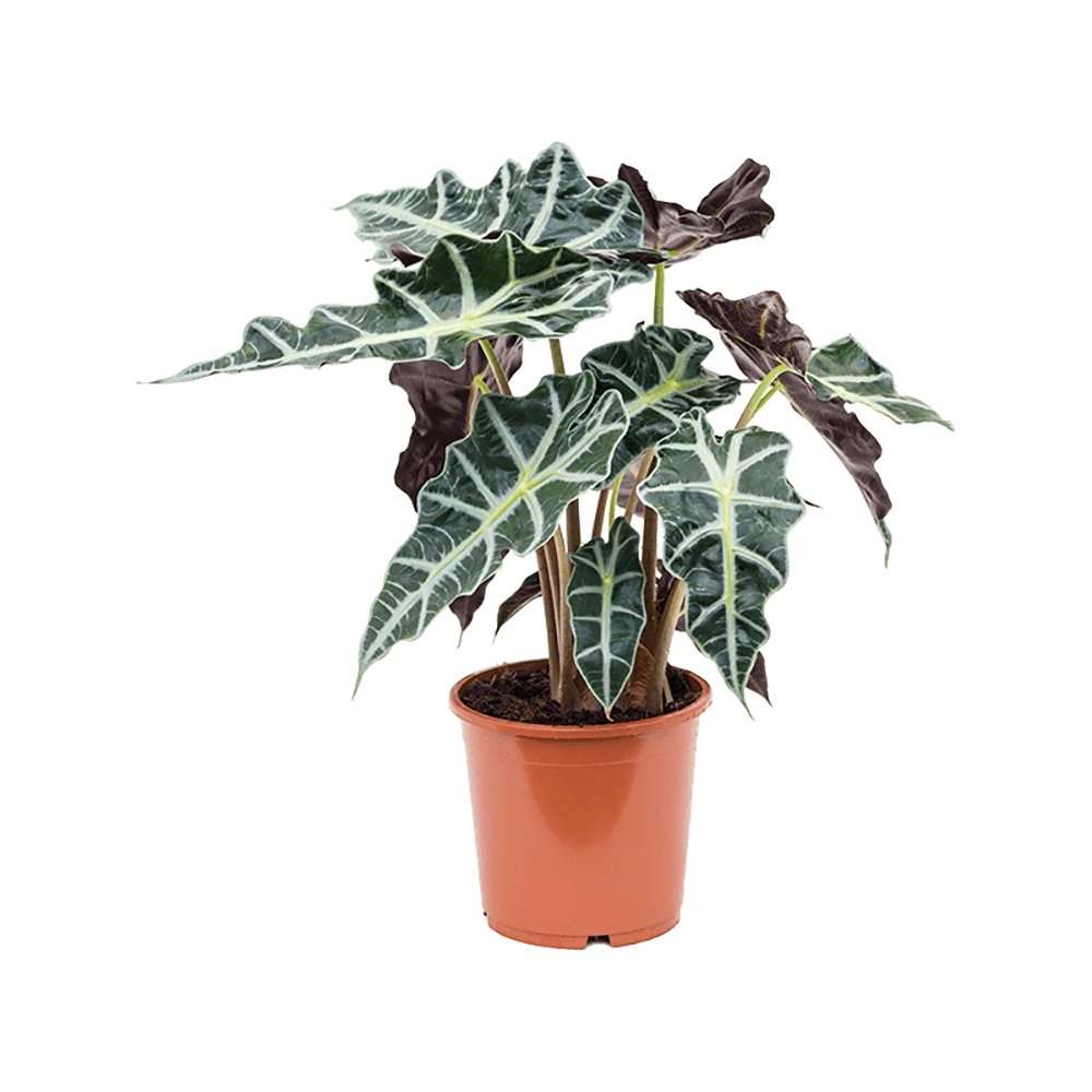 Alocasia Polly - 45 cm - VERDENA-45 cm la livrare, in ghiveci de Ø 17 cm