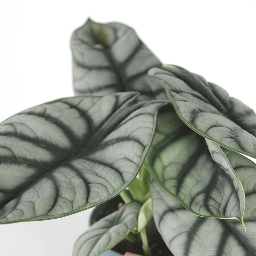 Alocasia Silver Dragon - 12 cm - VERDENA-12 cm la livrare in ghiveci de Ø 6 cm