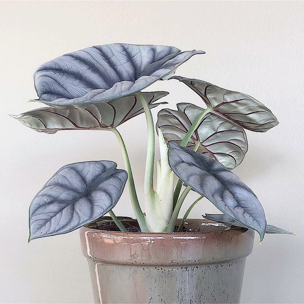 Alocasia Silver Dragon - 12 cm - VERDENA-12 cm la livrare in ghiveci de Ø 6 cm