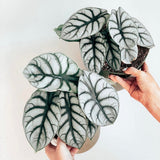 Alocasia Silver Dragon - 12 cm - VERDENA-12 cm la livrare in ghiveci de Ø 6 cm