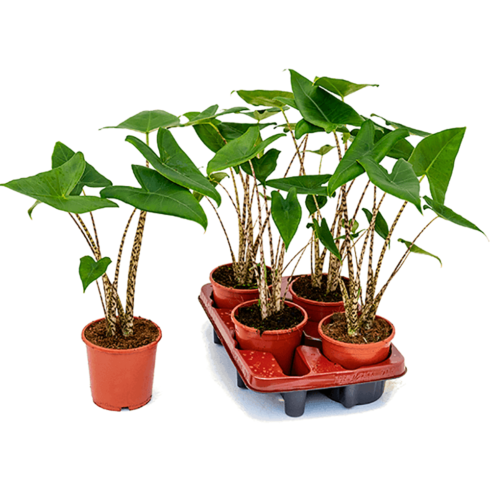 Alocasia Zebrina, 45 cm la livrare, in ghiveci de Ø  14 cm