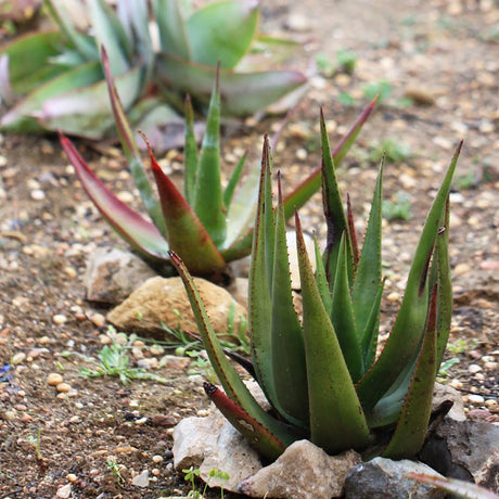 Aloe Hibird - 110 cm, livrat in ghiveci cu diametru de 35cm si 28cm inaltime