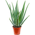 Black Friday - Reduceri Aloe Vera - 80 cm Promotie