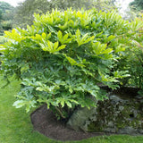 Aralia Japoneza (Fatsia Japonica) - VERDENA-70 cm inaltime, livrat in ghiveci de 4.5 l