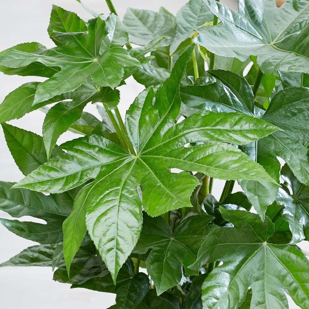 Aralia Japoneza (Fatsia Japonica) - VERDENA-70 cm inaltime, livrat in ghiveci de 4.5 l