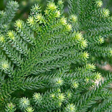 Araucaria cunninghamii - 50 cm - VERDENA-50 cm la livrare, in ghiveci cu Ø de 20 cm