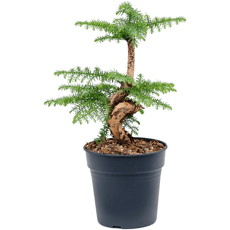 Araucaria cunninghamii - 50 cm - VERDENA-50 cm la livrare, in ghiveci cu Ø de 20 cm