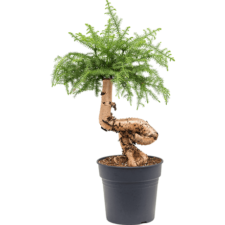 Black Friday - Reduceri Araucaria Cunninghamii - 90 cm Promotie