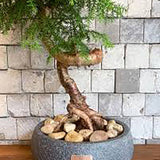 Black Friday - Reduceri Araucaria Cunninghamii - 90 cm Promotie