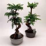 Black Friday - Reduceri Araucaria Cunninghamii - 90 cm Promotie