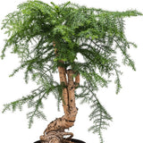 Black Friday - Reduceri Araucaria Cunninghamii - 90 cm Promotie