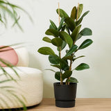 Black Friday - Reduceri Arbore de Cauciuc (Ficus Robusta) - 120 cm Promotie