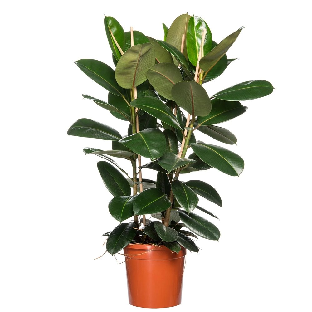 Black Friday - Reduceri Arbore de Cauciuc (Ficus Robusta) - 120 cm Promotie