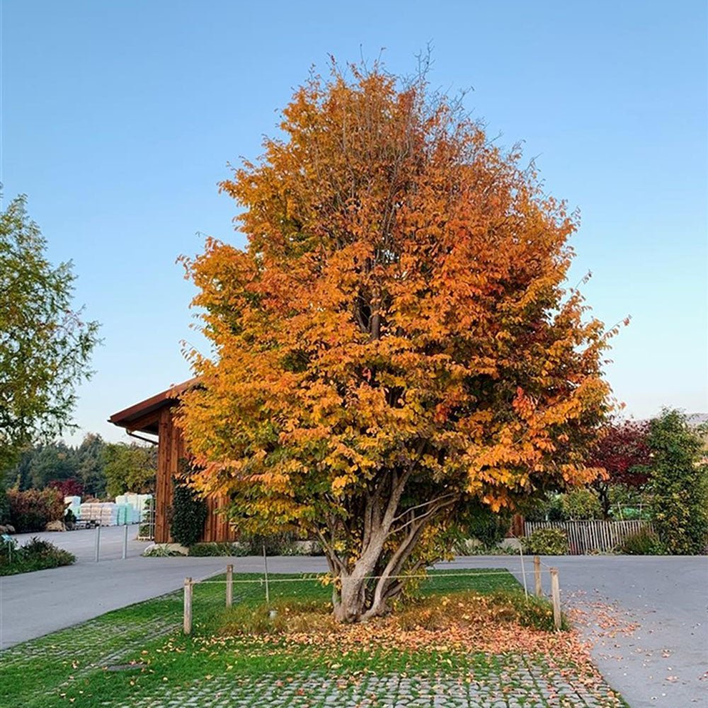 Arbore de Fier (Parrotia Persica) - VERDENA-60-80 cm inaltime, livrat in ghiveci de 5 l