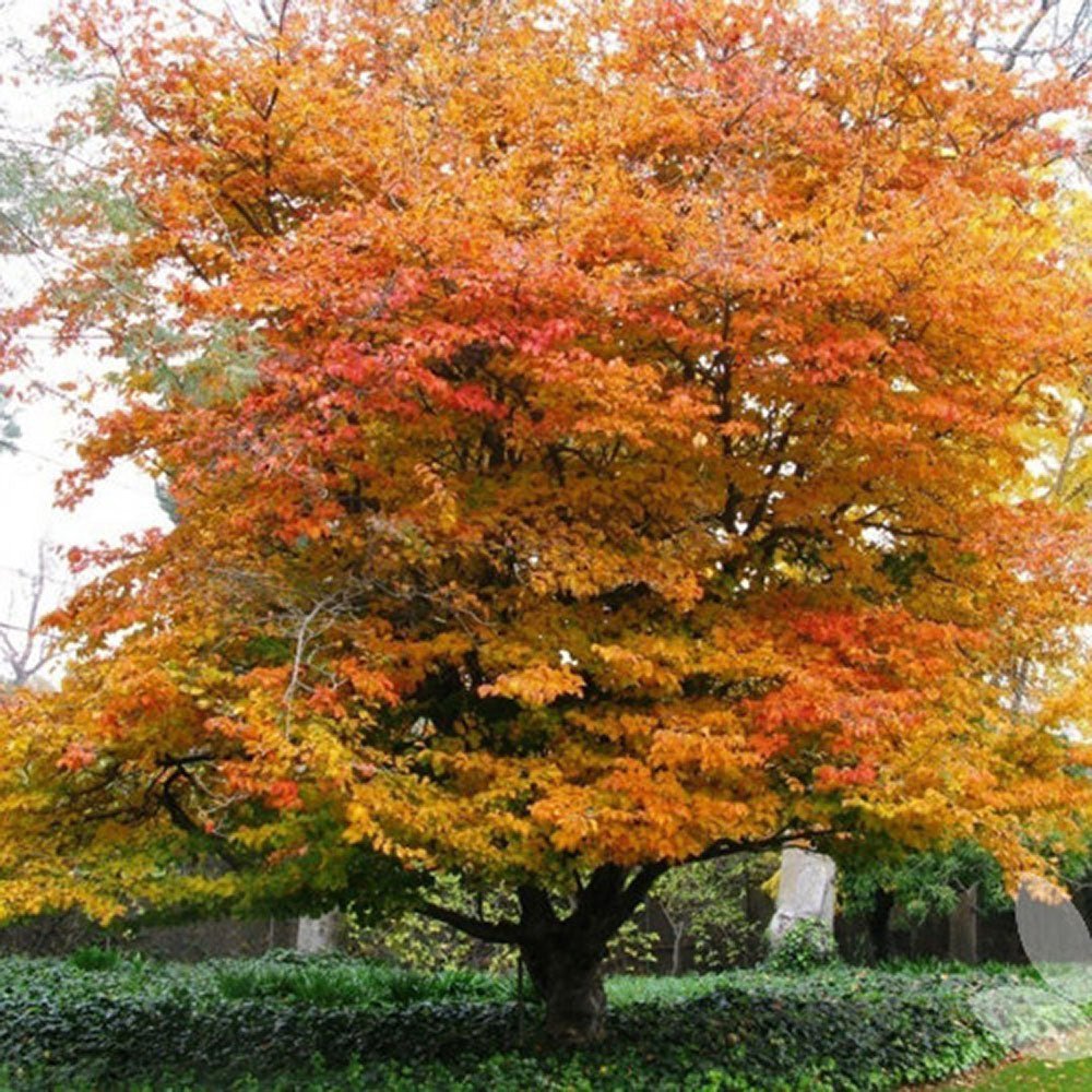 Arbore de Fier (Parrotia Persica) - VERDENA-60-80 cm inaltime, livrat in ghiveci de 5 l