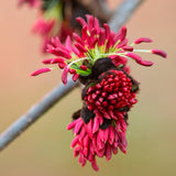 Arbore de Fier 'Persian Spire' (Parrotia Persica) - VERDENA-60-100 cm inaltime, livrat in ghiveci de 4 l