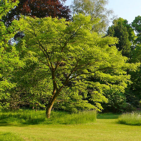 Arborele Amur Maackia Amurensis