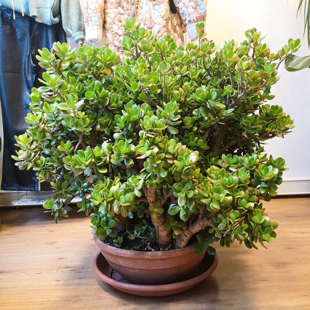 Black Friday - Reduceri Arborele de Jad XXL (Crassula Magical Tree) - 65/70 cm Promotie